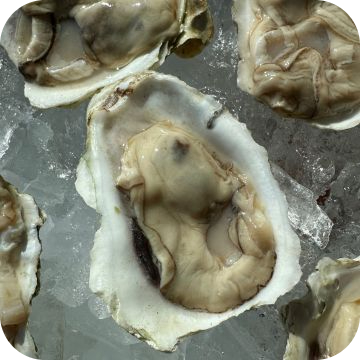 Oysters Shucked On The Half Shell (1/2 dozen)